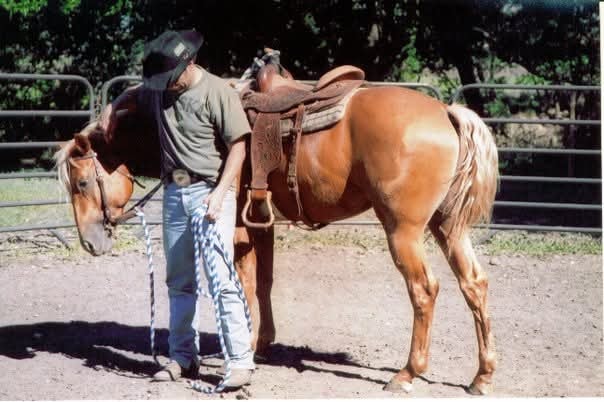 Rex Robards saddling a horse at the ranch